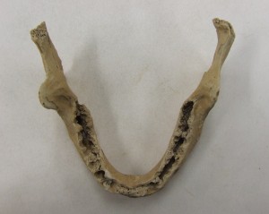 这是在罗森船体中发现的动物的下巴骨。