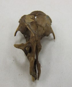 这是阿尔弗雷德。He is a rat skull that was found in the Ronson.
