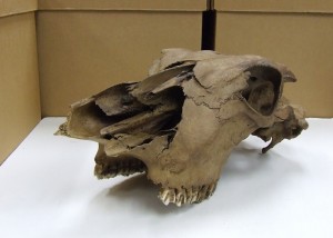 This is Willie. He is a cow skull that was found in the Ronson.