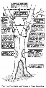 Image describing how to treat a tree from A Shade Tree Guide in 1918.