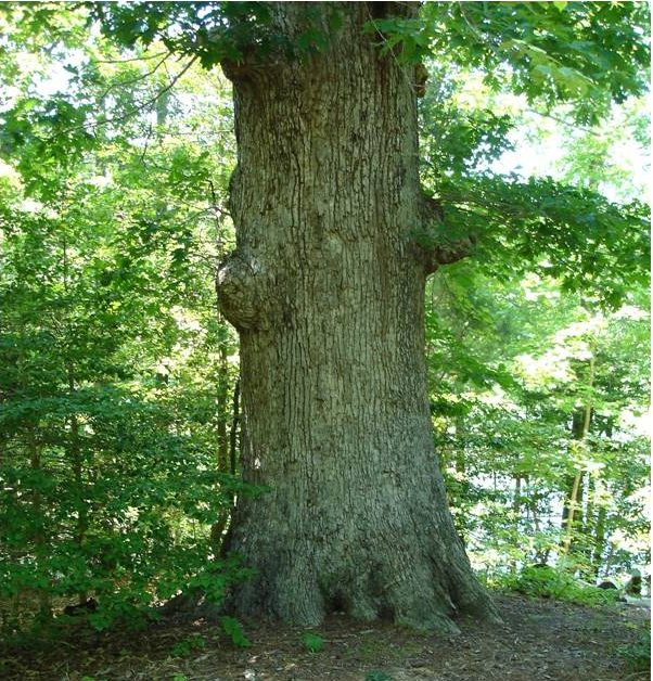 Picture of White Oak, taken in 2008, before it fell