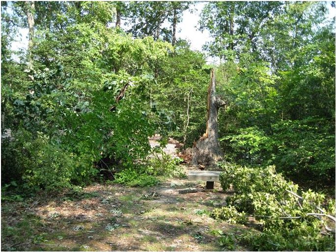 Picture of White Oak, taken in 2011, after it fell