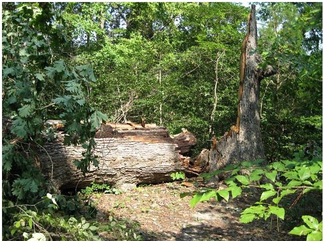 Picture of White Oak, taken in 2011, after it fell