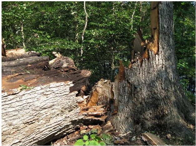 Picture of White Oak, taken in 2011, after it fell