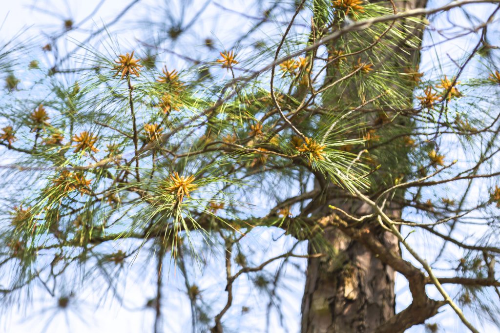 Loblolly pine tree in the Park.