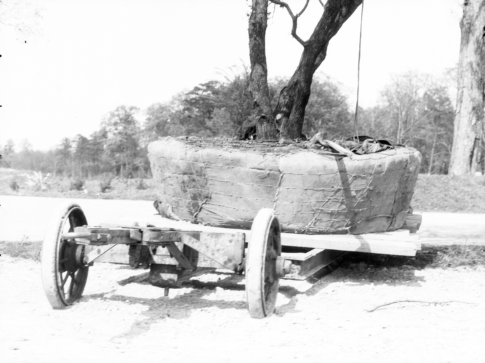 活橡树种植(1935年)