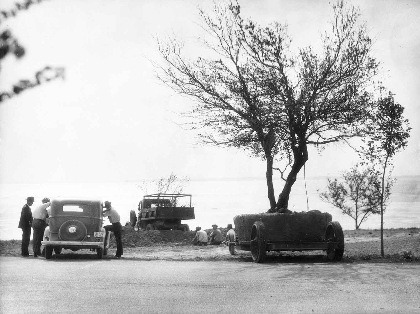 活橡树种植(1935年)