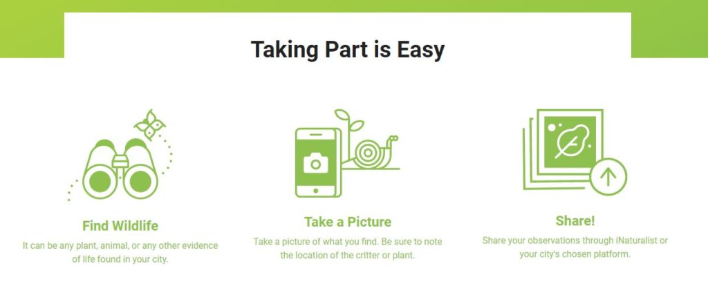 通过寻找野生动物并拍照来参加城市自然挑战。