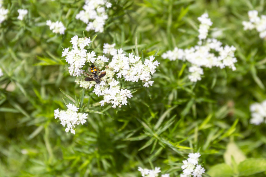 wasp landing on flowers