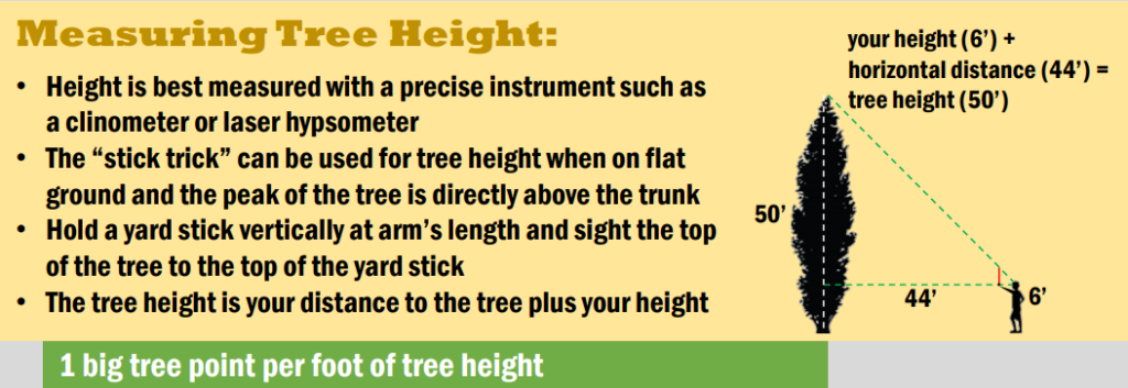 关于如何测量一棵树高度的信息图