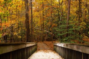 公园里的树从桥上垂下来