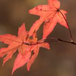 Sweet gum tree in the fall
