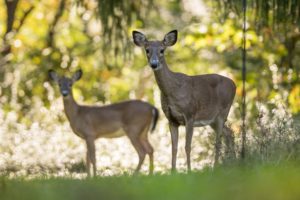 公园里有两只鹿