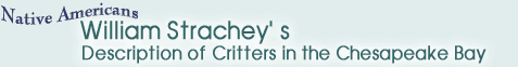 威廉·斯特拉奇（William Strachey）对切萨皮克湾小动物的描述
