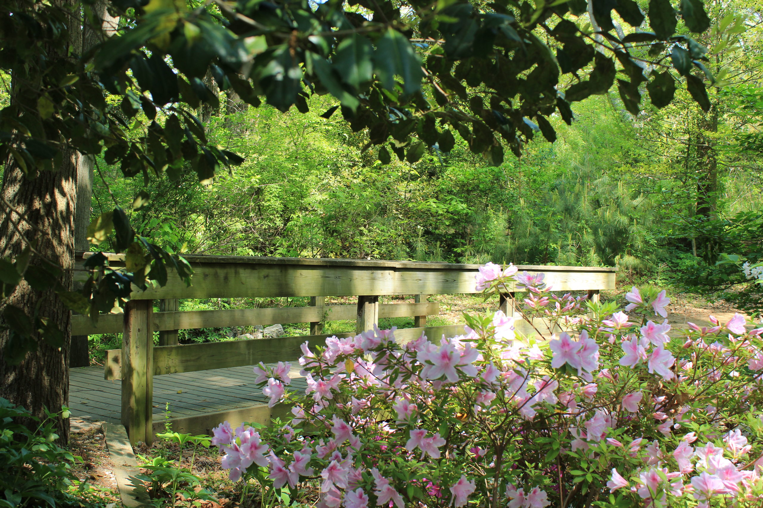 诺兰小径上的桥