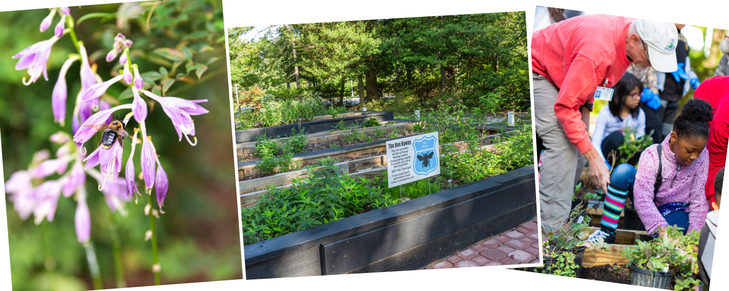 Pollinator Garden at The Mariners' Park